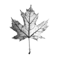 Feuille d'érable, origine Canada
